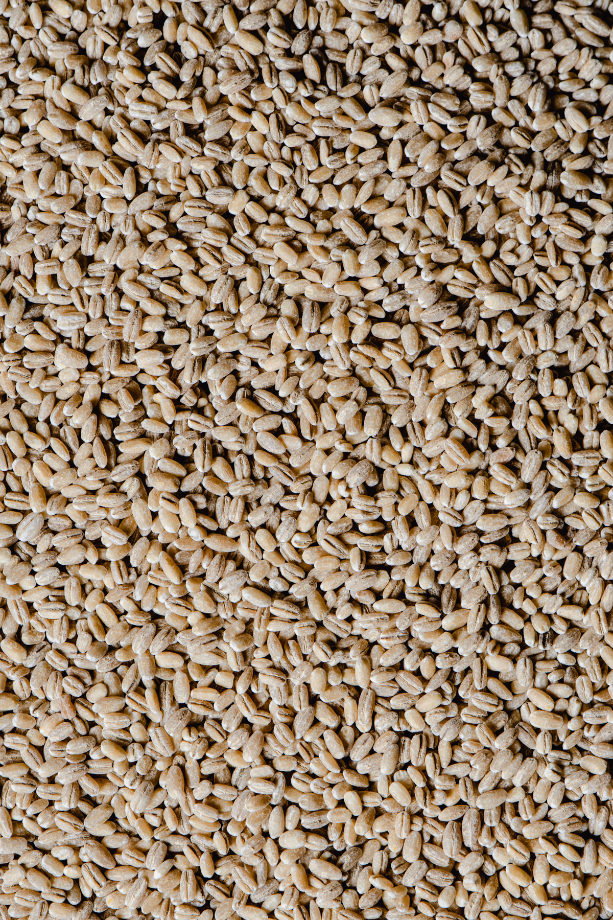 Barley