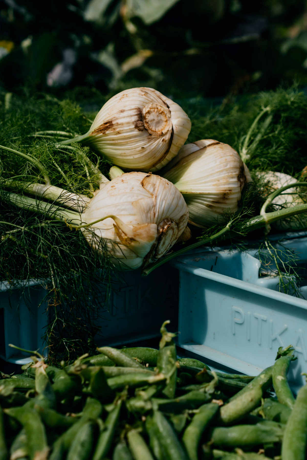 Fennel