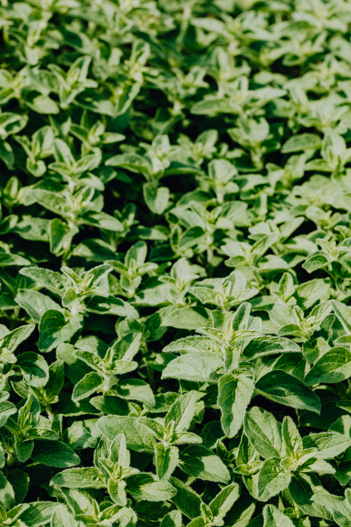 Oregano