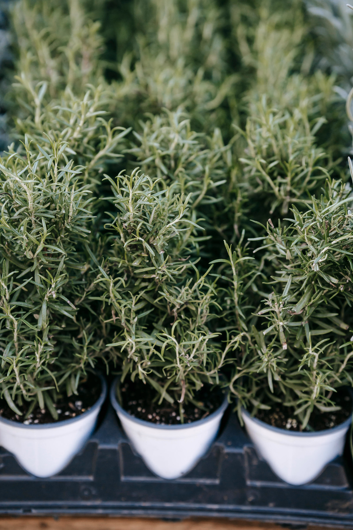 Rosemary