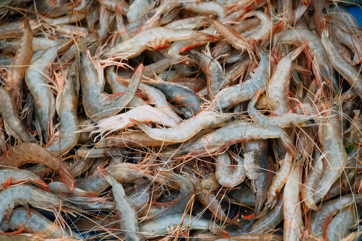 Shrimp