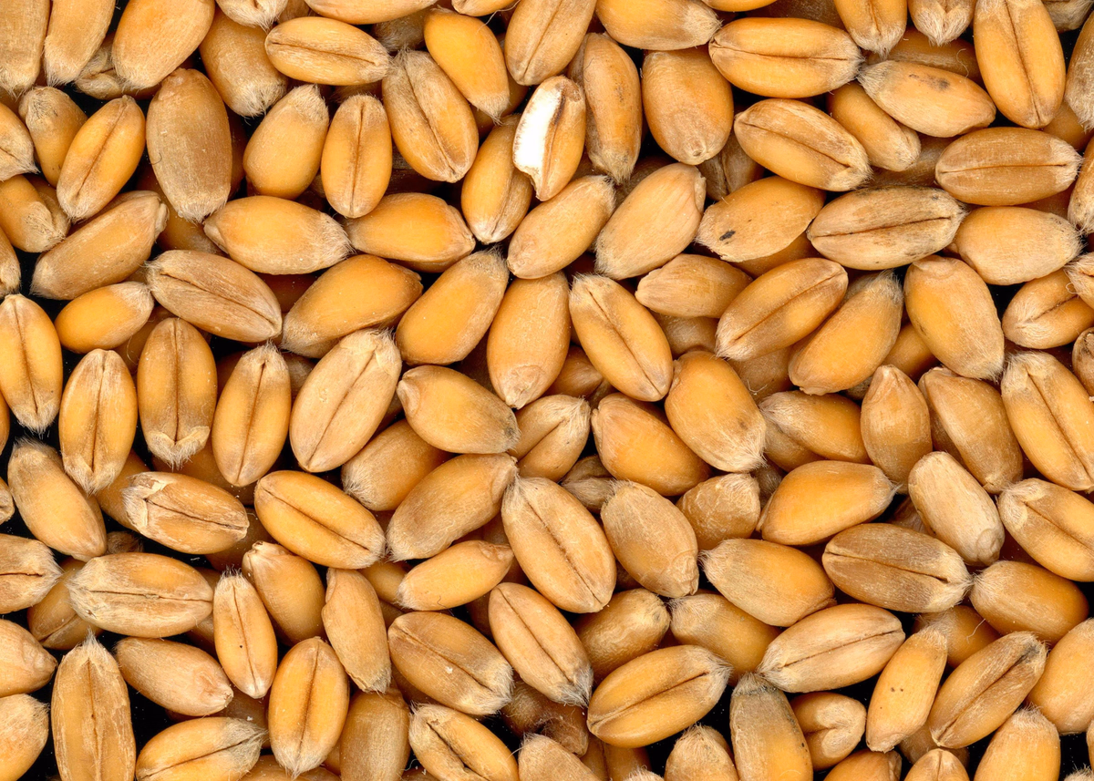 Spelt