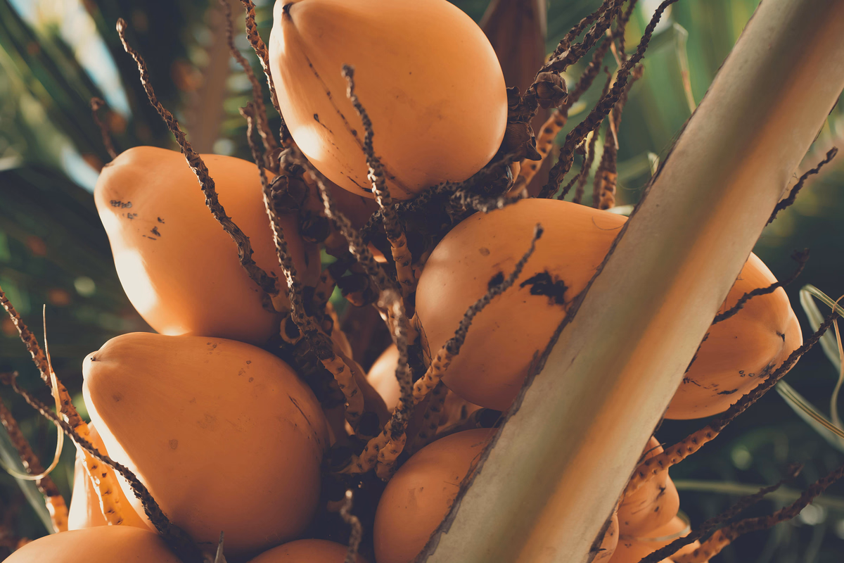 Orange and Coconut Treat