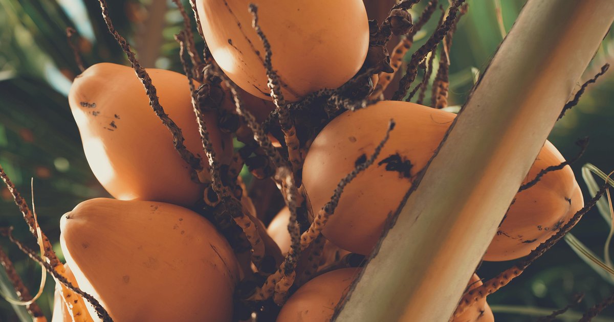 Orange and Coconut Treat | WHFoods.info