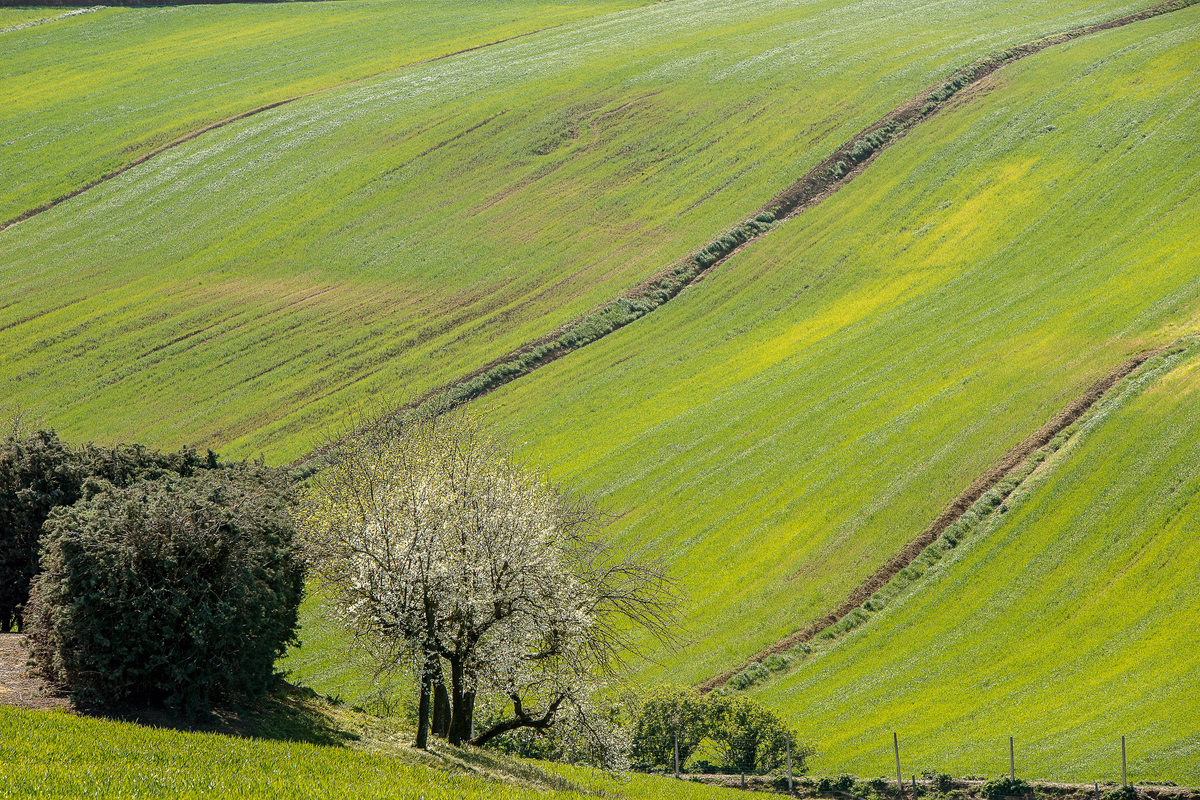 Primavera Verde